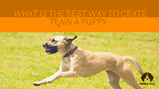 What is The Best Way to Crate Train a Puppy