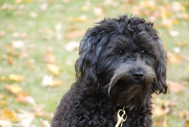 Schnoodle(Schnauzer and Poodle)