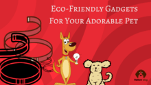 Eco-Friendly Best Dog Gadgets