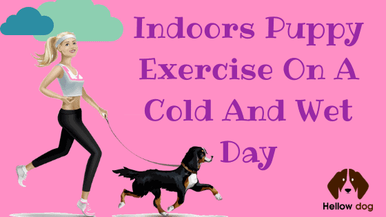 Indoors Puppy Exercise on A Cold and Wet Day