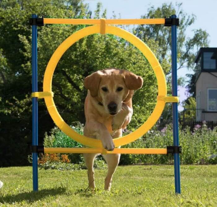 An energetic image showcasing a dog joyfully navigating through an agility hoop, promoting playfulness and exercise.