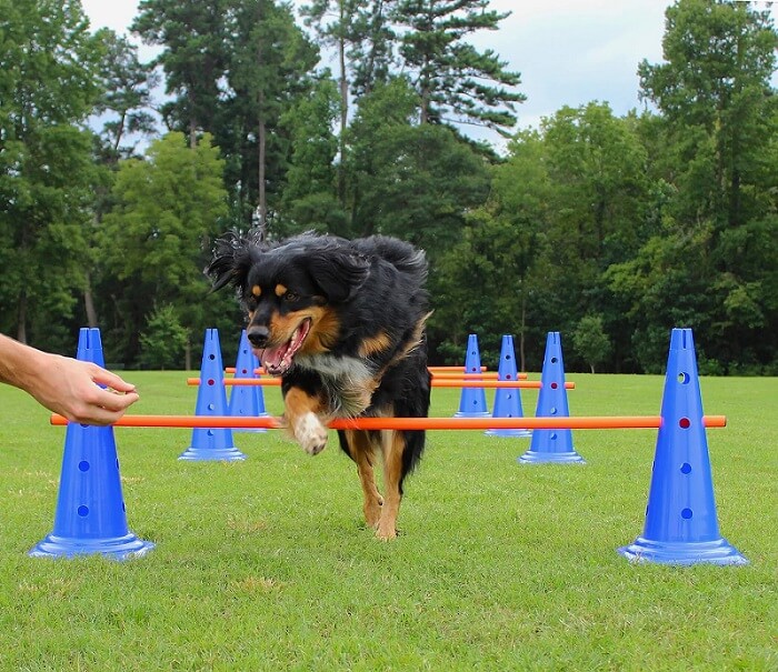 A professional-grade hurdle set designed to enhance dog fitness and agility, perfect for training and exercise sessions.