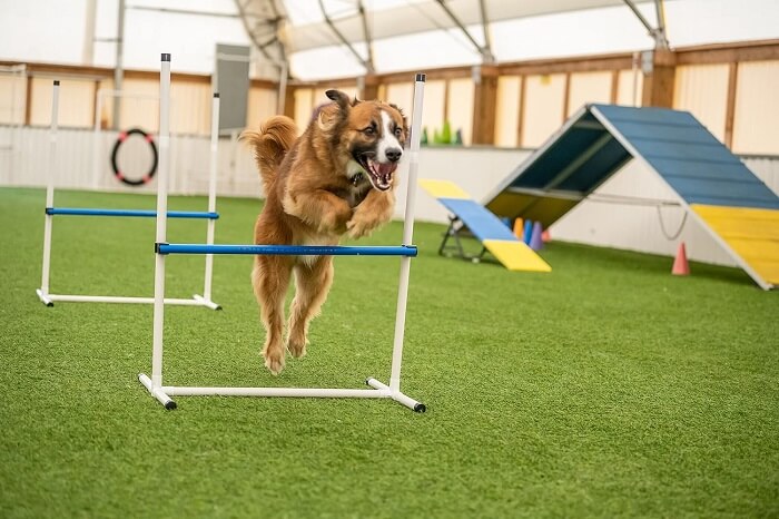 Dog Agility Gear That Turns Every Pooch into a Pro Athlete!