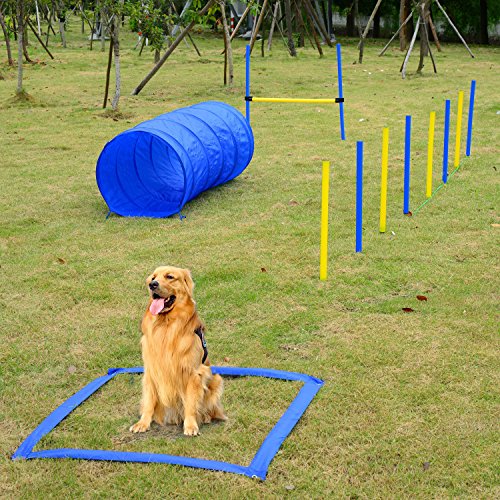 "A triumphant dog standing proudly beside a completed agility course after a successful training session.