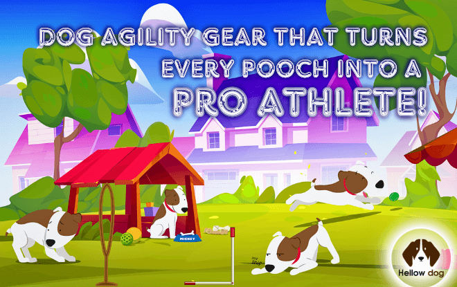 A border collie navigating an agility course with finesse, showcasing the best dog agility gear.