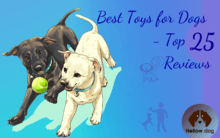Best Toys for Dogs – Top 25 Reviews
