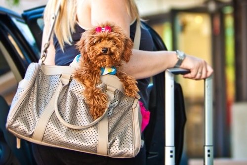 Dog Carriers That Look Like Purses