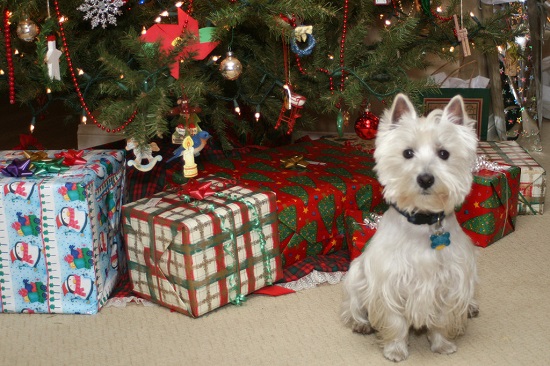 12 Christmas Wishes for My Dog 