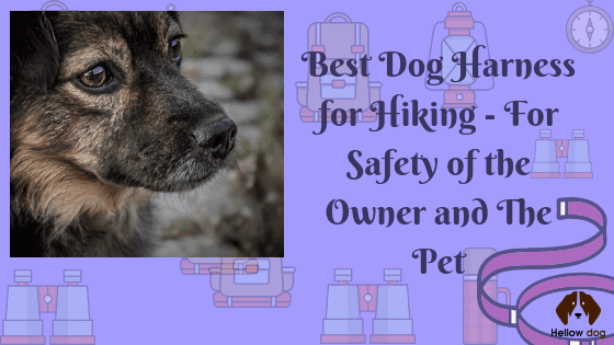 Best Dog Harness for Hiking