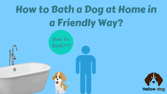 How to Bath a Dog at Home