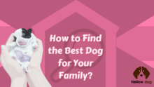 How to Find the Best Dog for Your Family