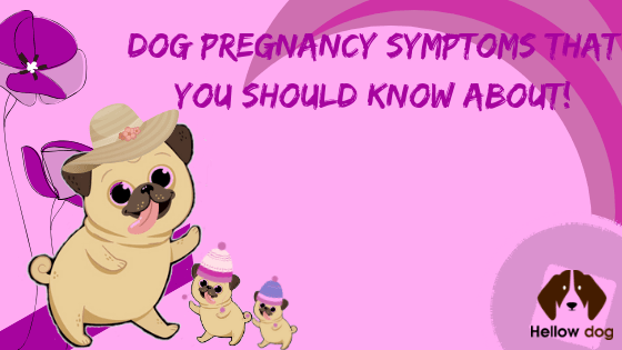 Dog Pregnancy Symptoms