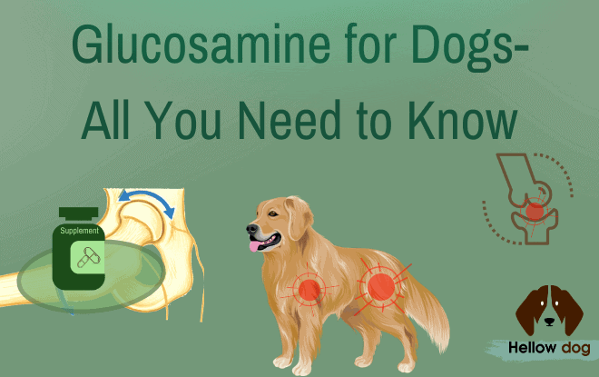 Glucosamine for Dogs-All You Need to Know