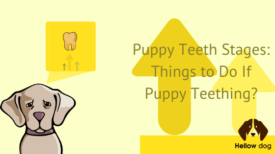 Puppy Teeth Stages