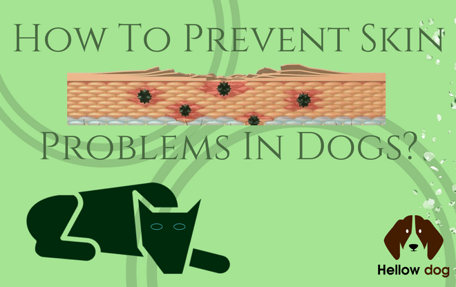 How to Prevent Skin Problems in Dogs