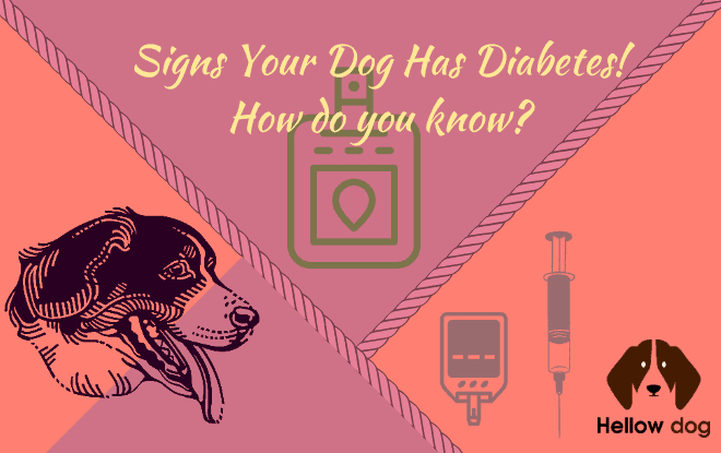 Signs Your Dog Has Diabetes! How Do You Know