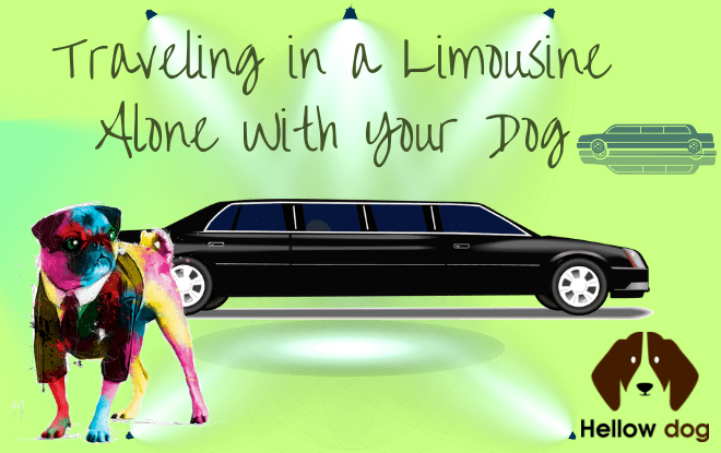 Traveling in a Limousine Alone With Your Dog