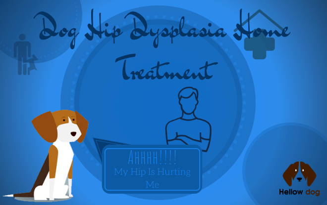 Dog Hip Dysplasia