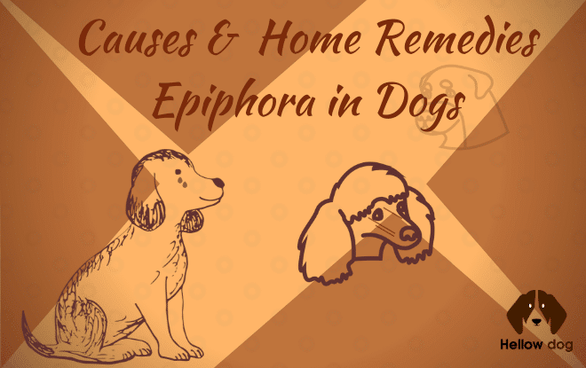 Causes & Home Remedies Epiphora in Dogs