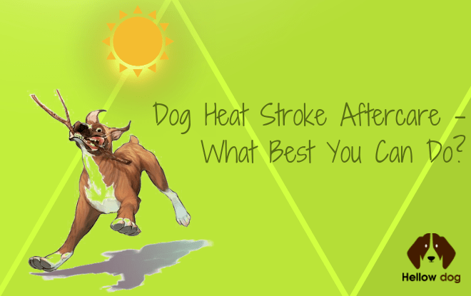 how long does it take a dog to recover from a heat stroke