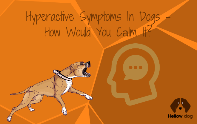 Hyperactive Symptoms In Dogs