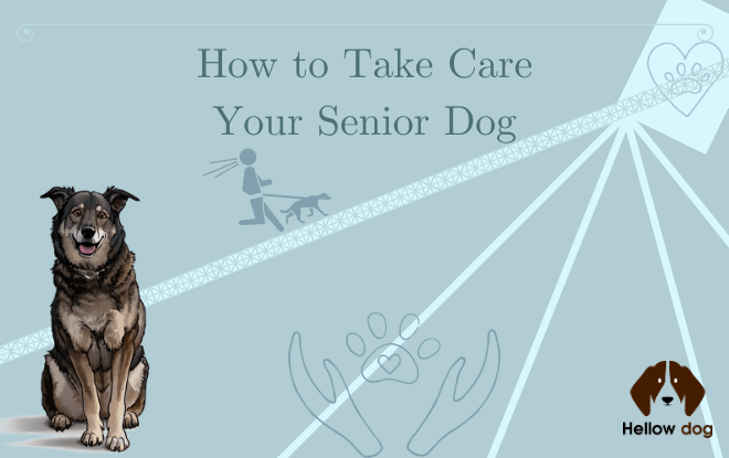 How to Take Care of Your Senior Dog