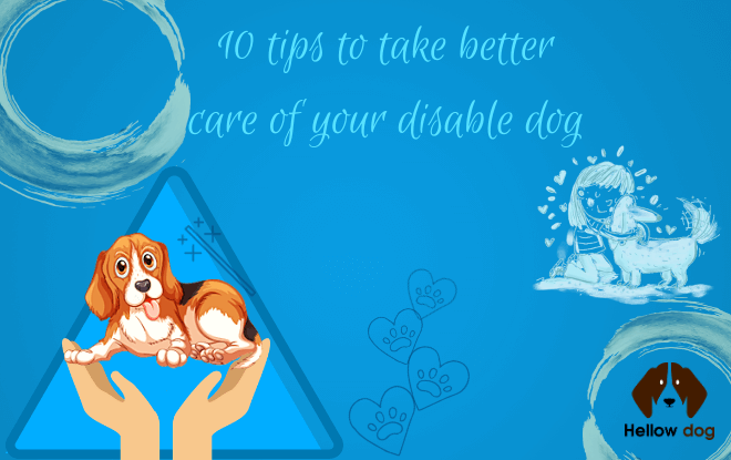 10 Tips Concerning Disabled Dog Care