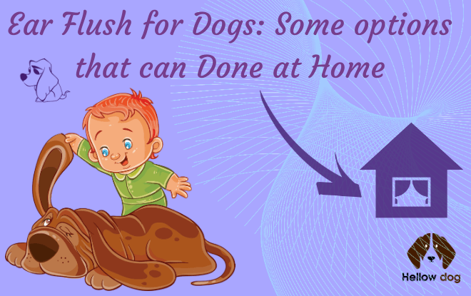 Ear Flush for Dogs Some options that can Done at Home