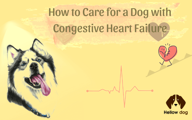How to Care for a Dog with Congestive Heart Failure