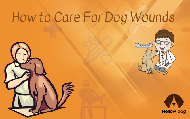 How to Care For Dog Wounds