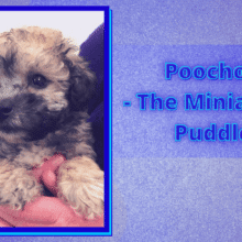Poochon- The Miniature Puddle