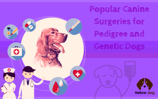 Canine Surgeries