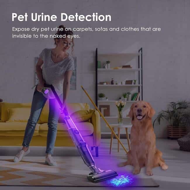 Escolite UV Flashlight Black Light illuminating pet urine stains on carpet