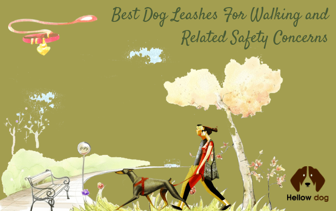 Best Dog Leashes For Walking