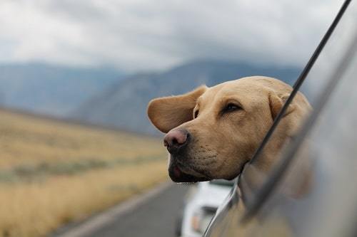 traveling with pets in car