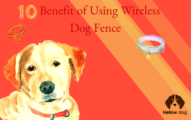 10 Benefits of Using Wireless Dog Fence