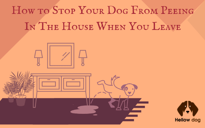 How to Stop Your Dog from Peeing in the House