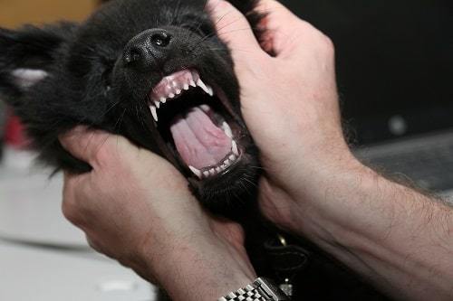 Dog teeth care