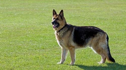 Smartest Dog German Shepherd