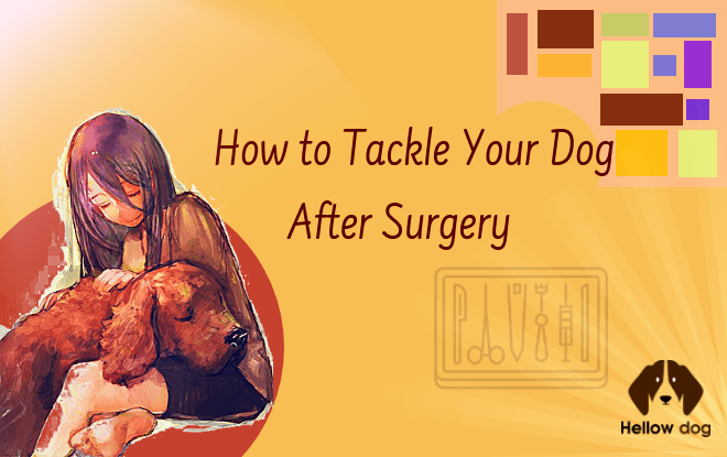 dogs after surgery and what to do