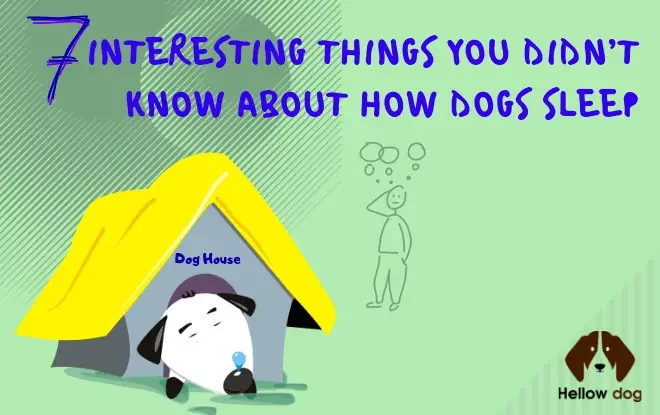 7 Interesting Things You Didn’t Know About How Dogs Sleep