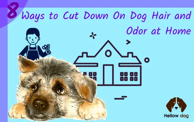 8 Ways to Cut Down On Dog Hair and Odor at Home