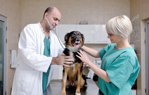 Meet The Veterinarian with your dog