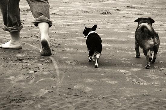 off-leash dog beach