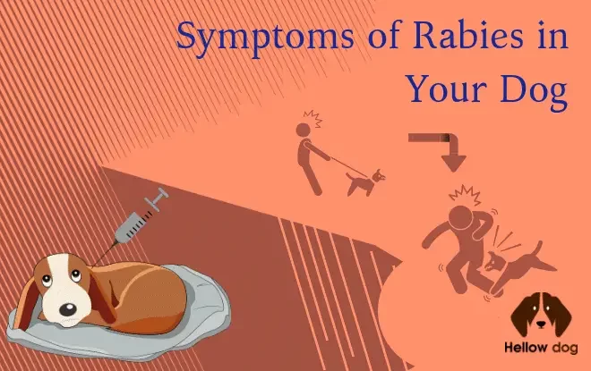 Symptoms of Rabies in Your Dog