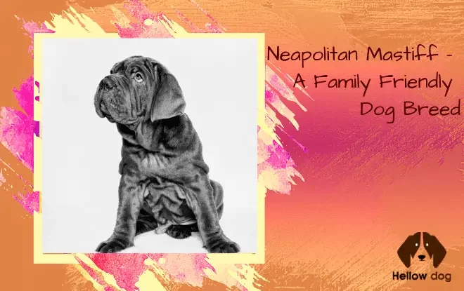 Neapolitan Mastiff – A Family-Friendly Dog Breed
