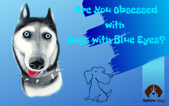 Dogs with Blue Eyes