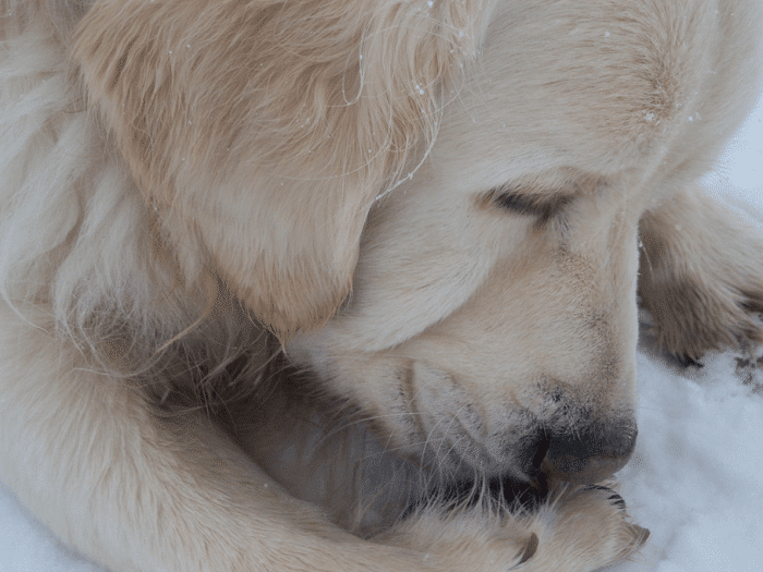 Why a Dog Licks its Paws