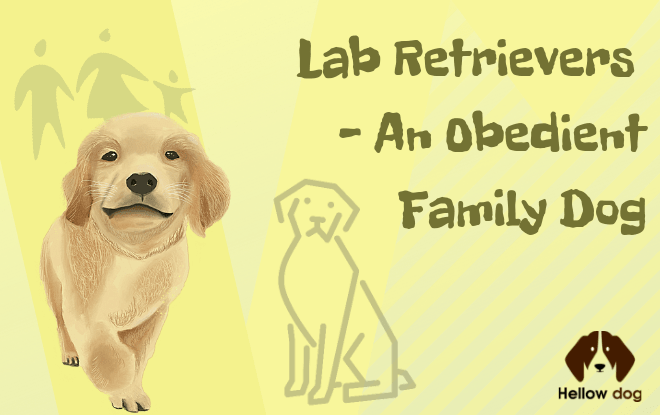 Lab Retrievers – An Obedient Family Dog