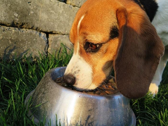 Dog take his dry food